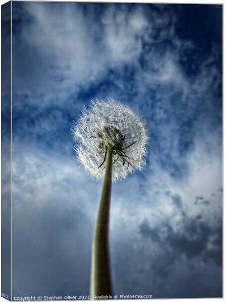 Reach for the sky Canvas Print by Stephen Oliver
