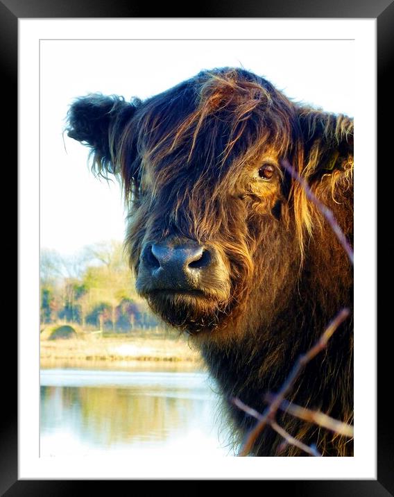 cow at sunset  Framed Mounted Print by sandra mennell