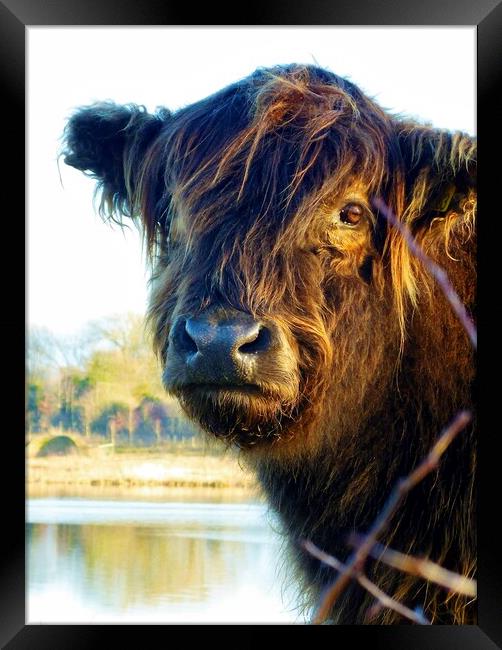 cow at sunset  Framed Print by sandra mennell