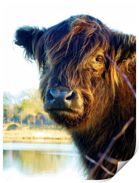 cow at sunset  Print by sandra mennell