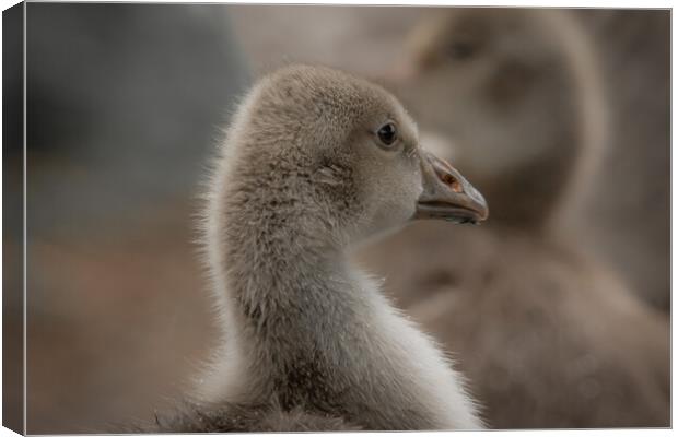 Baby geese Canvas Print by Dorringtons Adventures