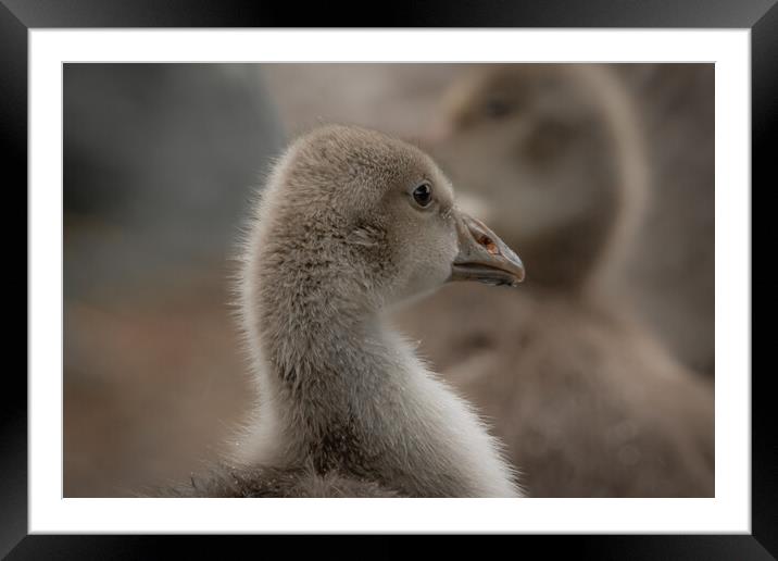 Baby geese Framed Mounted Print by Dorringtons Adventures