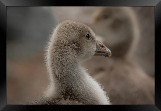Baby geese Framed Print by Dorringtons Adventures