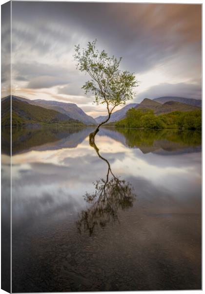 The Lone Tree in the evening at Llyn Padarn, Snowd Canvas Print by Alan Le Bon