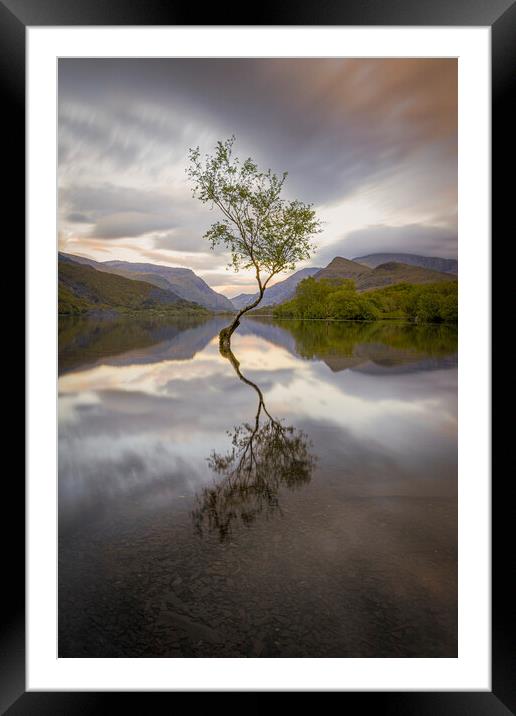 The Lone Tree in the evening at Llyn Padarn, Snowd Framed Mounted Print by Alan Le Bon