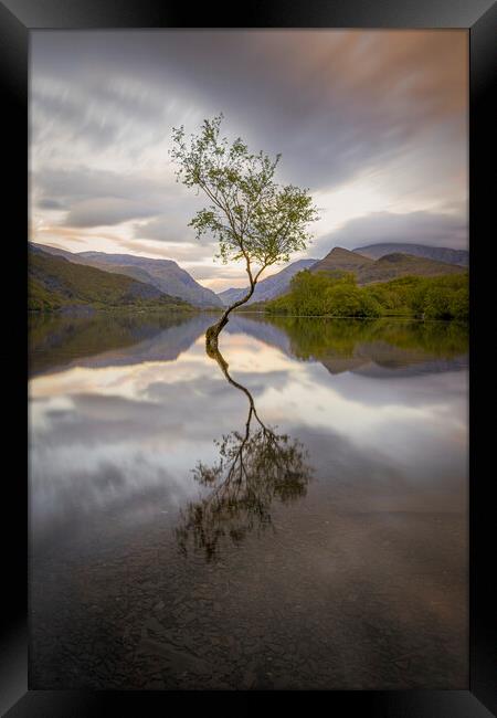 The Lone Tree in the evening at Llyn Padarn, Snowd Framed Print by Alan Le Bon