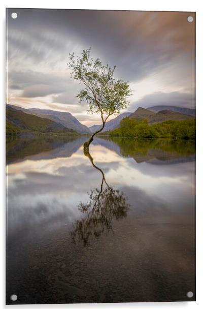 The Lone Tree in the evening at Llyn Padarn, Snowd Acrylic by Alan Le Bon