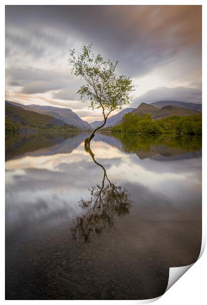 The Lone Tree in the evening at Llyn Padarn, Snowd Print by Alan Le Bon