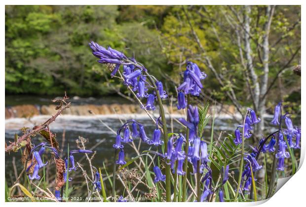 Whorlton Bluebells Print by Richard Laidler