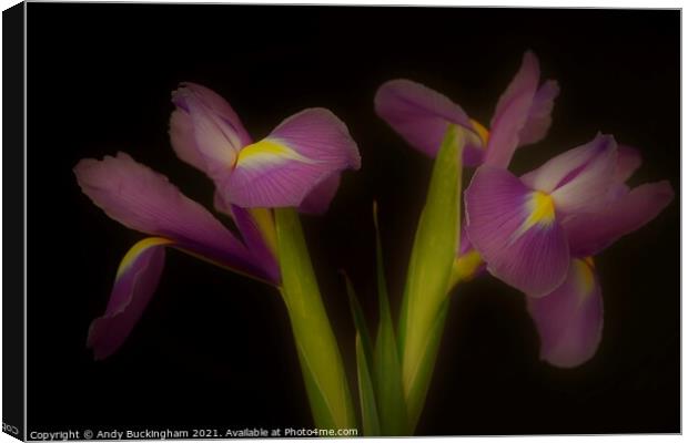 Two Irises Canvas Print by Andy Buckingham