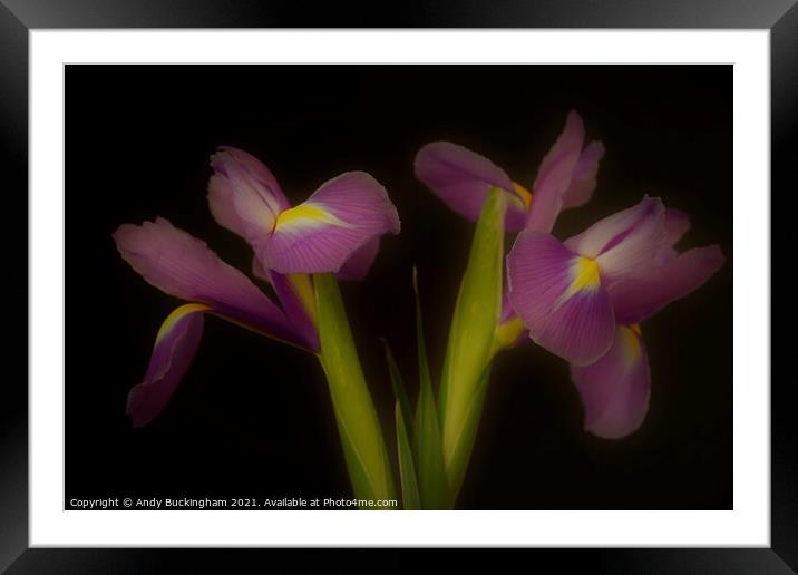 Two Irises Framed Mounted Print by Andy Buckingham