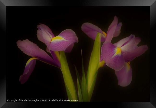 Two Irises Framed Print by Andy Buckingham