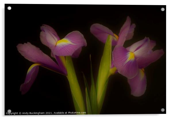 Two Irises Acrylic by Andy Buckingham