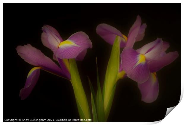 Two Irises Print by Andy Buckingham