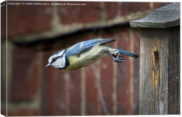 Blue tit flying from nest Canvas Print by Kevin White