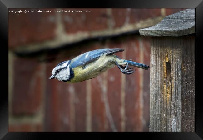 Blue tit flying from nest Framed Print by Kevin White