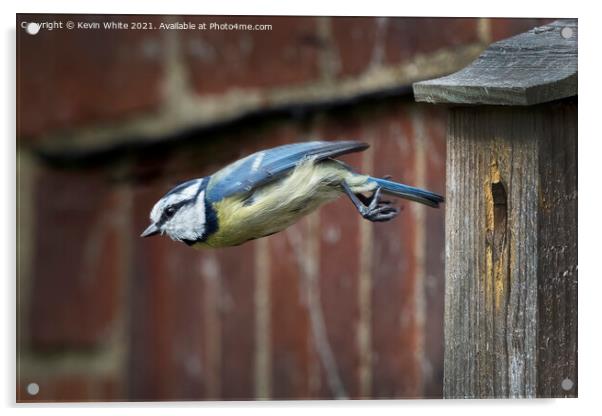 Blue tit flying from nest Acrylic by Kevin White