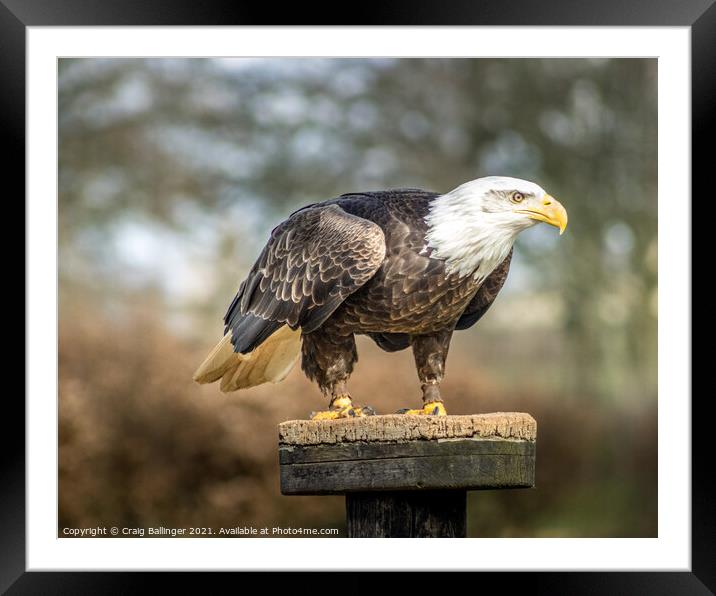 STANDING PROUD Framed Mounted Print by Craig Ballinger