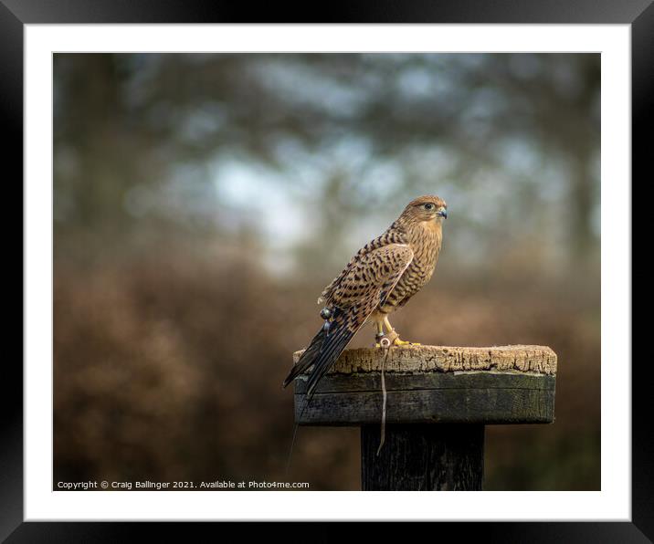 WAITING TO FLY Framed Mounted Print by Craig Ballinger