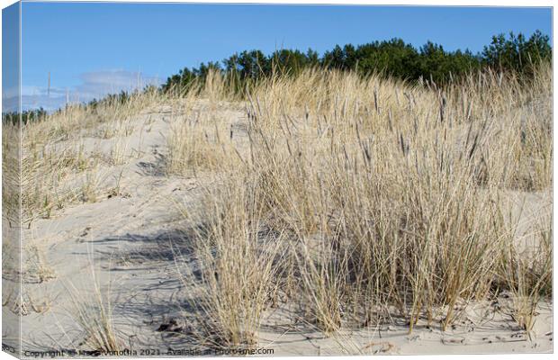 Yellow grass growing on the beach. Sand dunes Canvas Print by Maria Vonotna