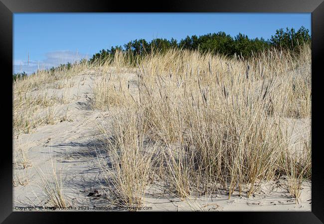 Yellow grass growing on the beach. Sand dunes Framed Print by Maria Vonotna