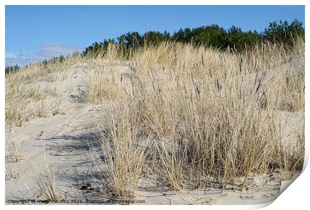 Yellow grass growing on the beach. Sand dunes Print by Maria Vonotna
