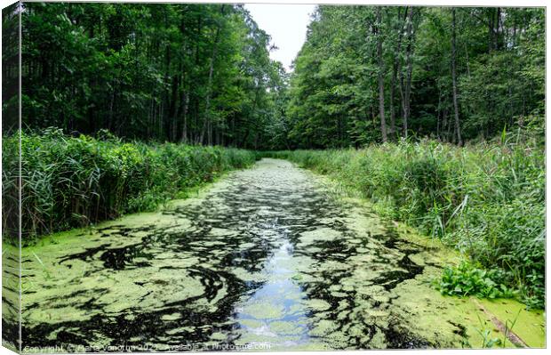 River covered in green seaweed in the middle of the forest.  Canvas Print by Maria Vonotna