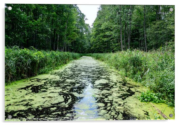 River covered in green seaweed in the middle of the forest.  Acrylic by Maria Vonotna