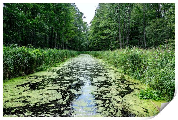 River covered in green seaweed in the middle of the forest.  Print by Maria Vonotna