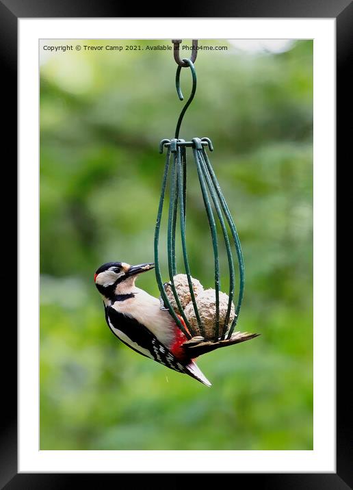 Great Spotted Woodpecker Framed Mounted Print by Trevor Camp