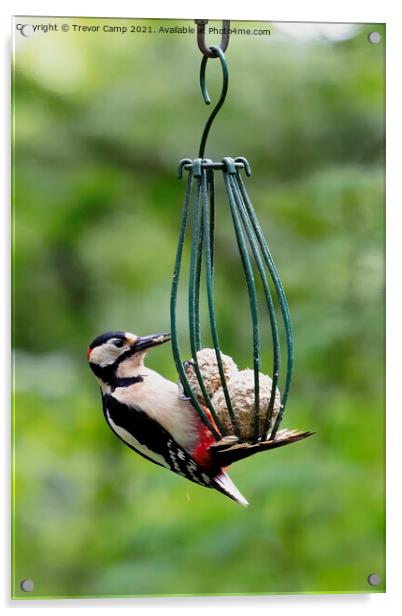 Great Spotted Woodpecker Acrylic by Trevor Camp