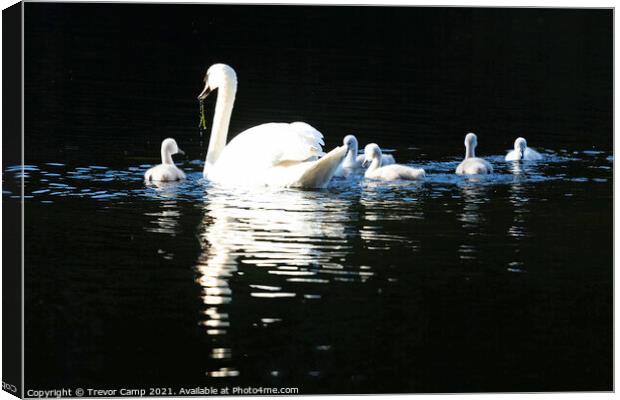 Swan and Cygnets Canvas Print by Trevor Camp