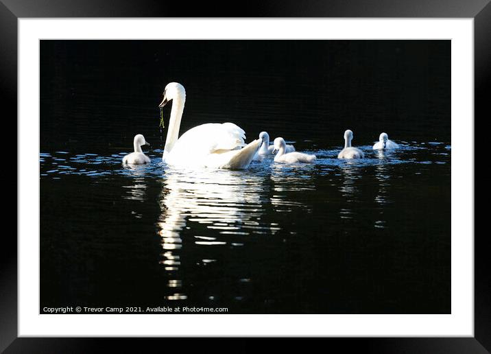 Swan and Cygnets Framed Mounted Print by Trevor Camp