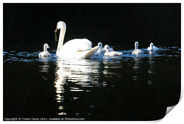 Swan and Cygnets Print by Trevor Camp