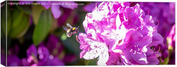 Bee on Rhododendron blossom Canvas Print by Sue Knight