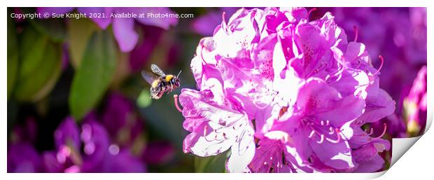 Bee on Rhododendron blossom Print by Sue Knight