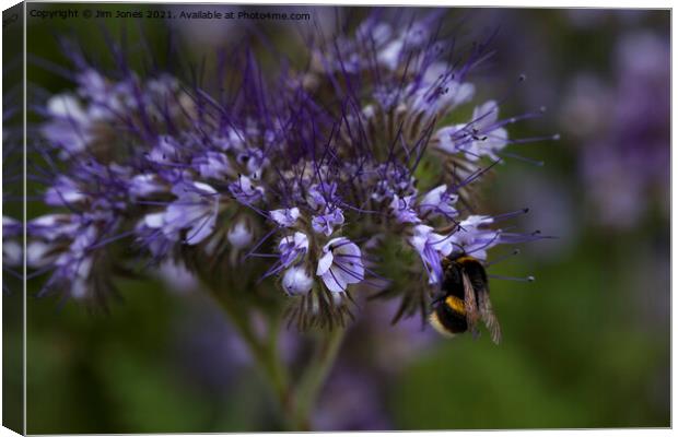 Blue Tansey and Buzzy Bee Canvas Print by Jim Jones