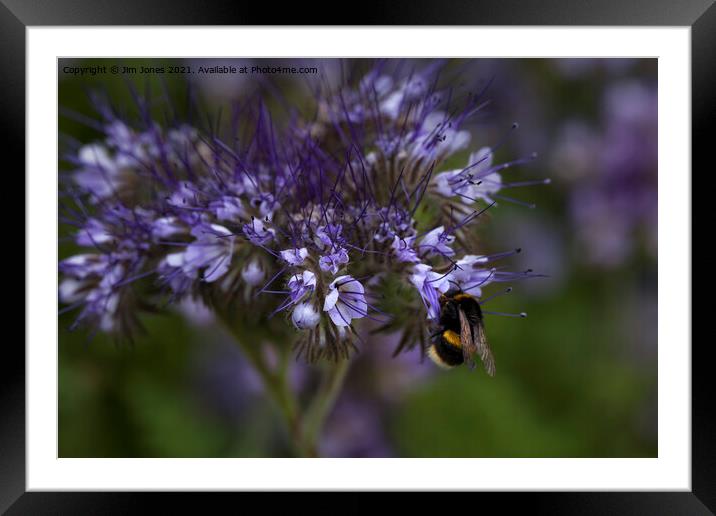 Blue Tansey and Buzzy Bee Framed Mounted Print by Jim Jones