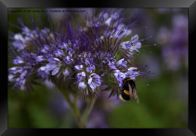 Blue Tansey and Buzzy Bee Framed Print by Jim Jones
