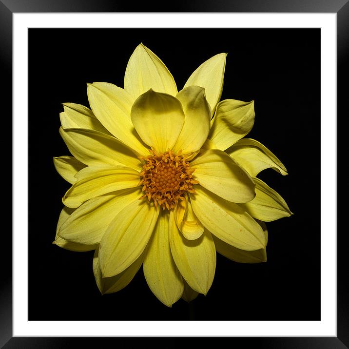 Yellow Dahlia Framed Mounted Print by Steve Purnell
