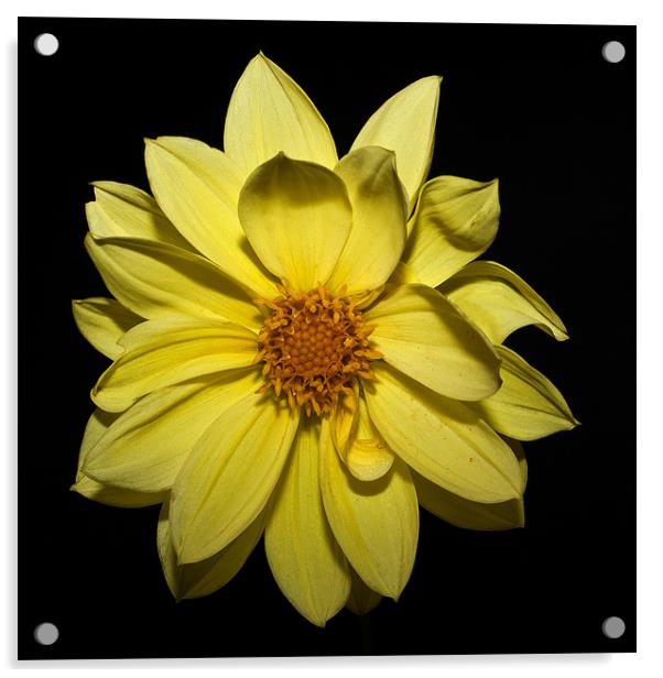 Yellow Dahlia Acrylic by Steve Purnell