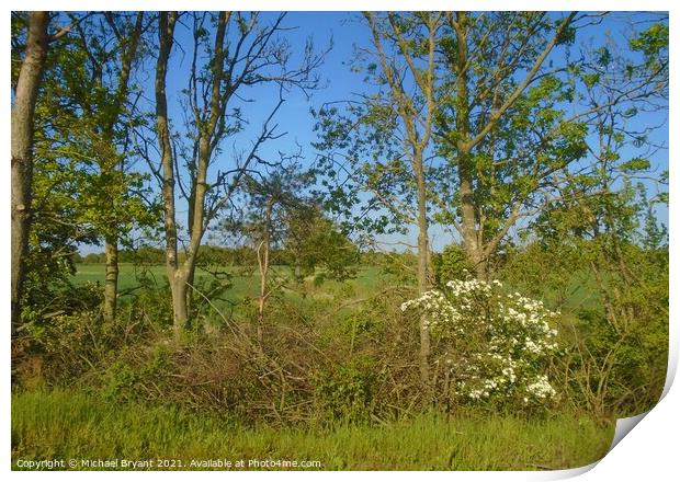 hedgerow in the essex countryside Print by Michael bryant Tiptopimage