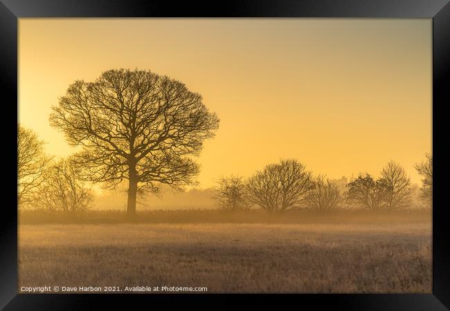 Oak Tree Sunrise Framed Print by Dave Harbon