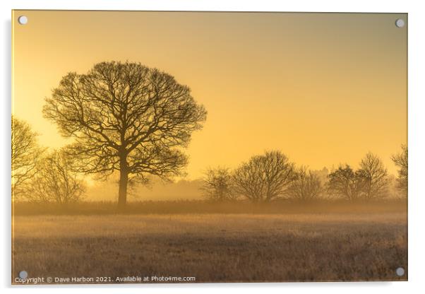 Oak Tree Sunrise Acrylic by Dave Harbon