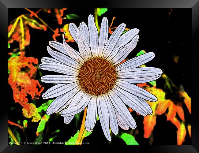 Daisy with that 60s Feel. Framed Print by Mark Ward