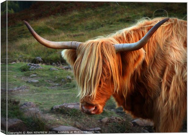 Shaggy in the evening sun.  Canvas Print by ANN RENFREW