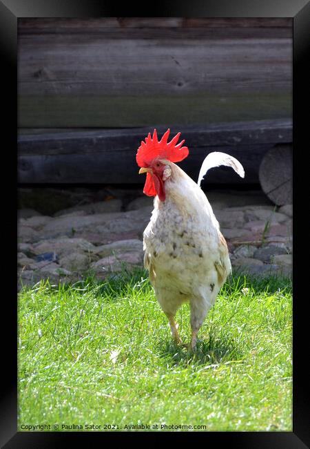 White rooster in a rural yard Framed Print by Paulina Sator