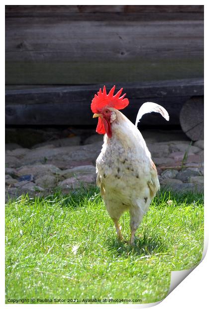 White rooster in a rural yard Print by Paulina Sator
