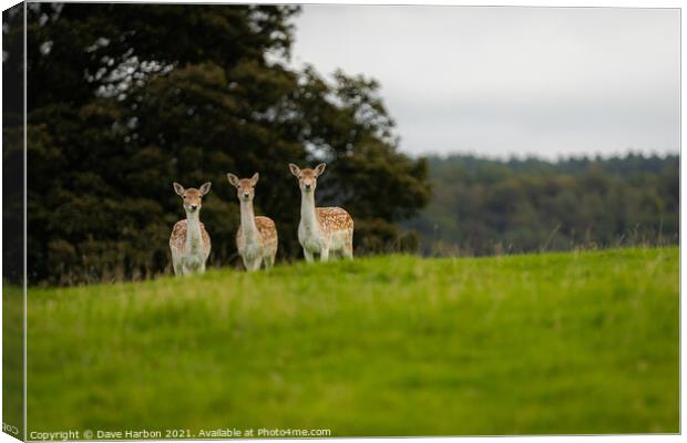 Three Fallow Deer Canvas Print by Dave Harbon