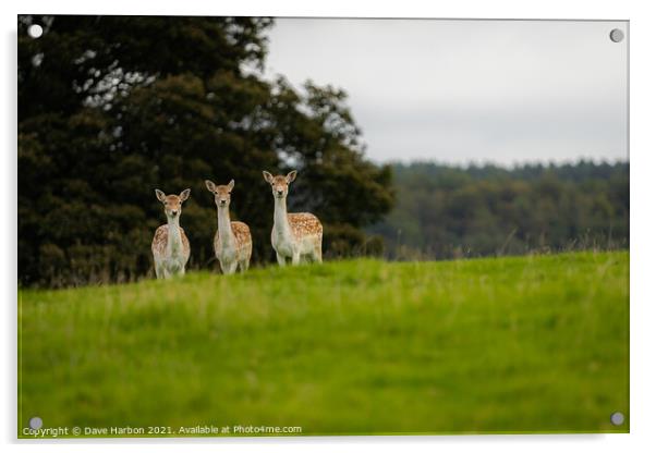 Three Fallow Deer Acrylic by Dave Harbon